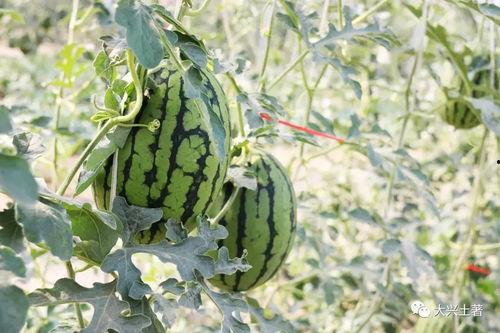 西华网红吃瓜,揭秘网络红人的幕后故事 第2张 西华网红吃瓜,揭秘网络红人的幕后故事 第2张